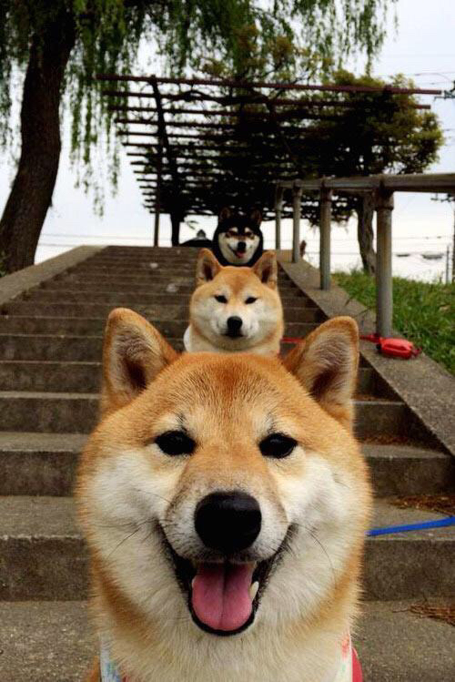 _软件引擎的智能体操:科技赋能全民健身_,智能体能训练系统