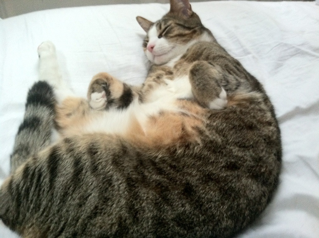 【夺冠秘诀】世界冠军谈比赛中最重要的策略，世界冠军是如何炼成的