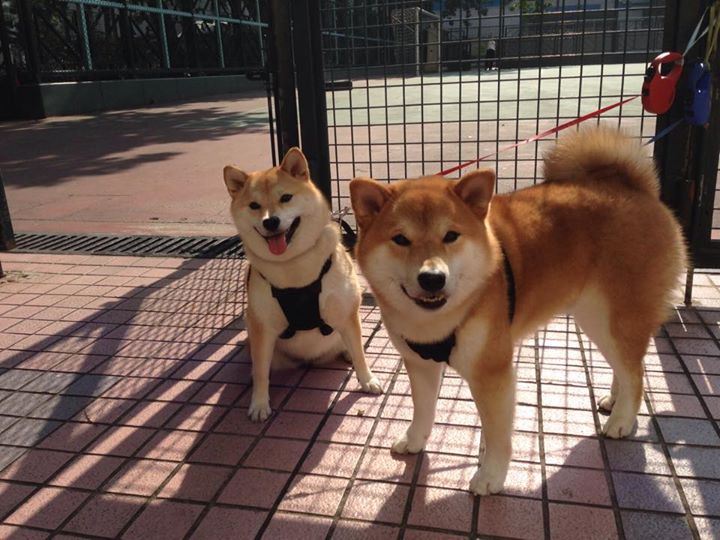 【虚拟青训】利用VR模拟比赛环境,培养未来巨星,vr模拟教学